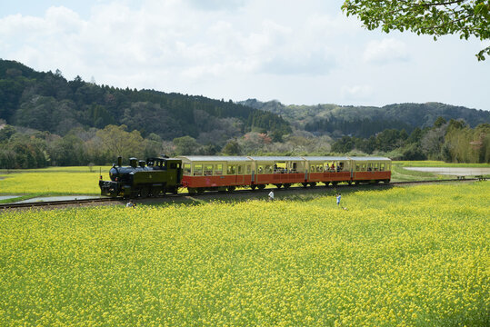 Trolley train that runs leisurely between rape fields
