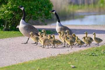 Flock or family of Canada geese with group of goslings crossing the gravel road in Helsinki,...