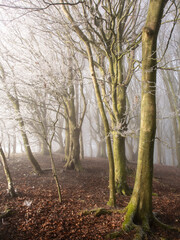 Fototapeta premium Cold January Foggy and Frosty morning in woodland on Blackcap hill South Downs East Sussex, south east England