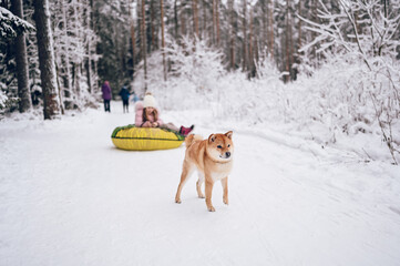Little cute girl in pink warm outwear having fun with red shiba inu dog rides inflatable snow tube in snowy white cold winter outdoors. Family sport vacation activities.