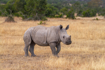 Obraz premium Southern white rhinoceros calf (Ceratotherium simum) in Ol Pejeta Conservancy, Kenya, Africa. Near threatened species also called Square-lipped rhino. Side view of cute baby animal