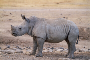 Obraz premium Southern white rhinoceros calf (Ceratotherium simum) in Ol Pejeta Conservancy, Kenya, Africa. Near threatened species also called Square-lipped rhino. Side view of cute baby animal
