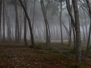Fog in the forest, pine forest near the village of Bellus, Spain