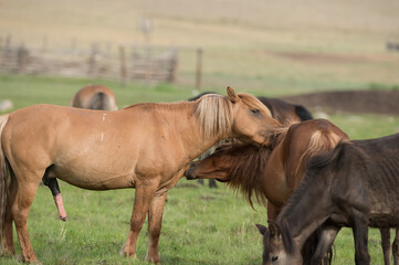 Mongolian horses  grooming each other stallion preparing to breed mare in wild in Mongolia  green...