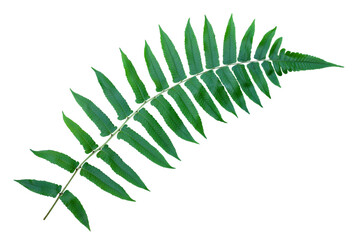 tropical fern leaves isolated on white background with clipping path for design elements, fresh green leaves