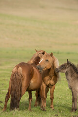 Mongolian horse family stallion mare and foal with two of the horses grooming each other vertical format with room for masthead
