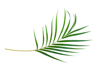 leaves of coconut palm tree isolated on white background with clipping path for design elements, tropical leaf, summer background