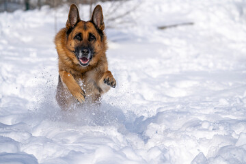 German Shepherd Dog running and playing in the snow.