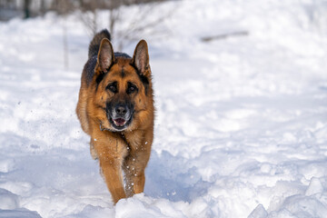 German Shepherd Dog running and playing in the snow.