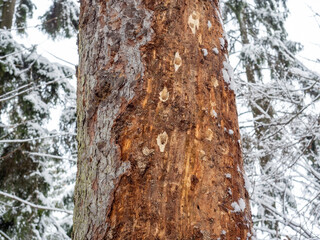 Fototapeta premium the trunk of a dry pine tree with many holes from a woodpecker.