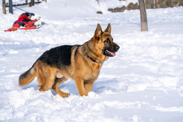 German Shepherd Dog running and playing in the snow.