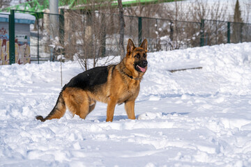 German Shepherd Dog running and playing in the snow.