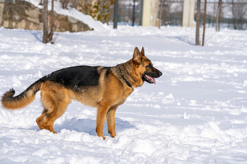 German Shepherd Dog running and playing in the snow.