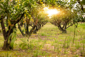 Growing trees in an orchard. Countryside