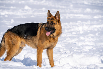 German Shepherd Dog running and playing in the snow.