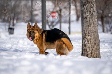 German Shepherd Dog running and playing in the snow.