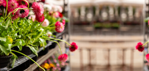 Daisy seedlings flowers at the market. Gardening.