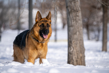 German Shepherd Dog running and playing in the snow.