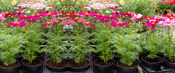 Seedling flowers cosmos on the market. Gardening. © scharfsinn86