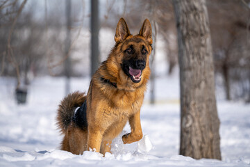 German Shepherd Dog running and playing in the snow.