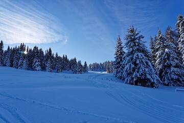 snow covered trees