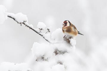Goldfinch (Carduelis carduelis) resting on a frozen branch in winter