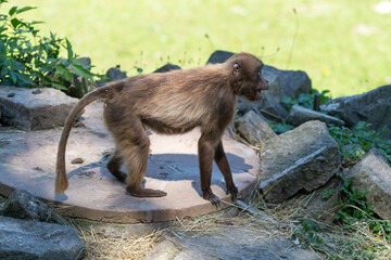 The adult Gelada baboon monkey stands on the ground and eats dry grass. The background is green.
