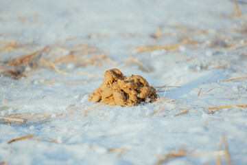 Dog poop close - up in winter in the snow