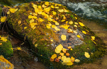 Fall Leaves on a Moss Covered Rock