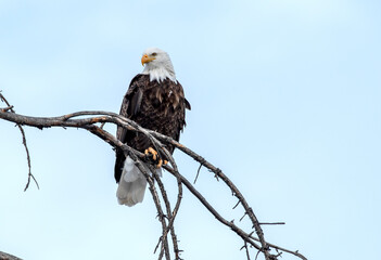 Bald Eagle on the lookout