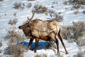 Bull Elk with an Itch