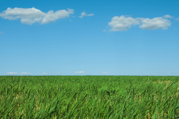 Picturesque view of green grass growing in field and blue sky