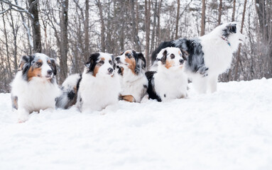 Five australian shepherd lying in winter forest. Frozen plants.