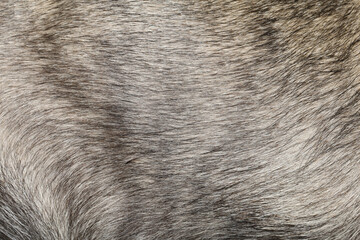 Close up gray dog skin for pattern and background