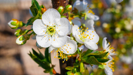 Cherry blossoms. White cherry flowers close up in sunny weather