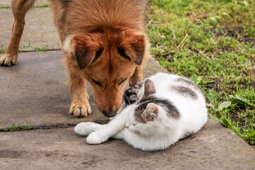 A dog near a cat resting in the garden on an alley