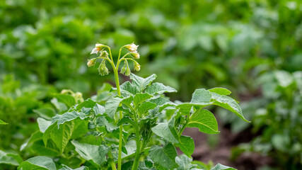 Obraz premium Potato bush in the garden during flowering