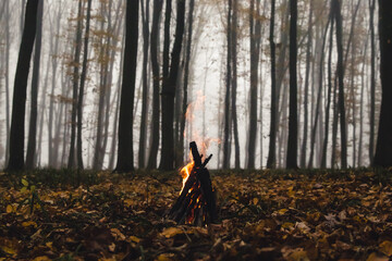 Bonfire in the forest in the evening