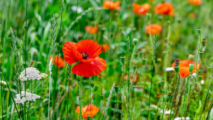 Red poppies in the meadow among the green grass
