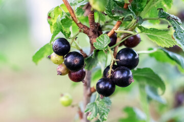 Black currant berries on the bush during ripening