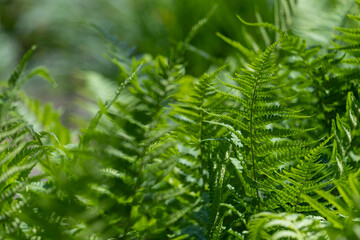 Beautiful fern leaves on a green background. - Powered by Adobe