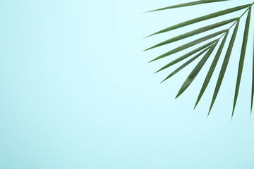 Beautiful lush tropical leaf on light blue background, top view. Space for text