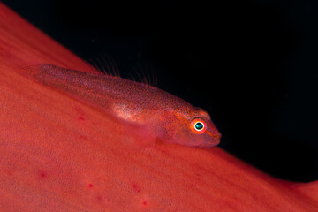 Saltwater goby on muck dive site in Lembeh Strait