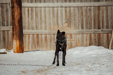 A guard dog on a chain. Close up of big dog on chain sitting near house.