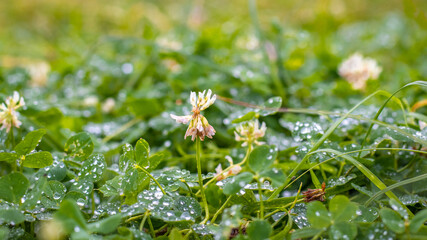 Clover flowering. Clover flowers among the grass with raindrops