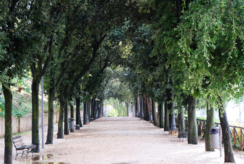 Naklejka premium Viale alberato