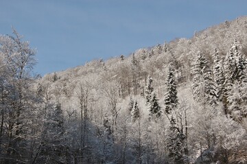 Fototapeta na wymiar Winter forest in Austria. Snow-covered trees and mountain. Wiestal, Salzburger Land. Europe.