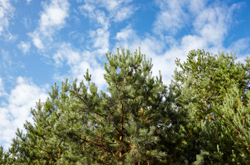 Pine trees against a blue sky with clouds on a sunny day