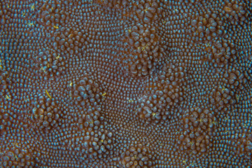 Close up colorful detail of coral polyps