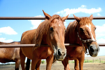 Chestnut horses at fence outdoors on sunny day. Beautiful pet